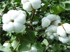 國際棉價上漲 土耳其越南現大量毀約圖片